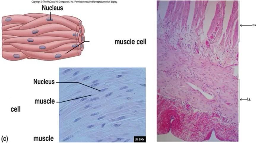 <p>What tissue is this </p>