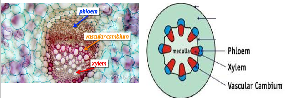 <p><strong>vascular cambium</strong>→ produces xylem and phloem cells</p>
