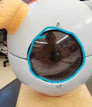 Name the structure (outermost layer)