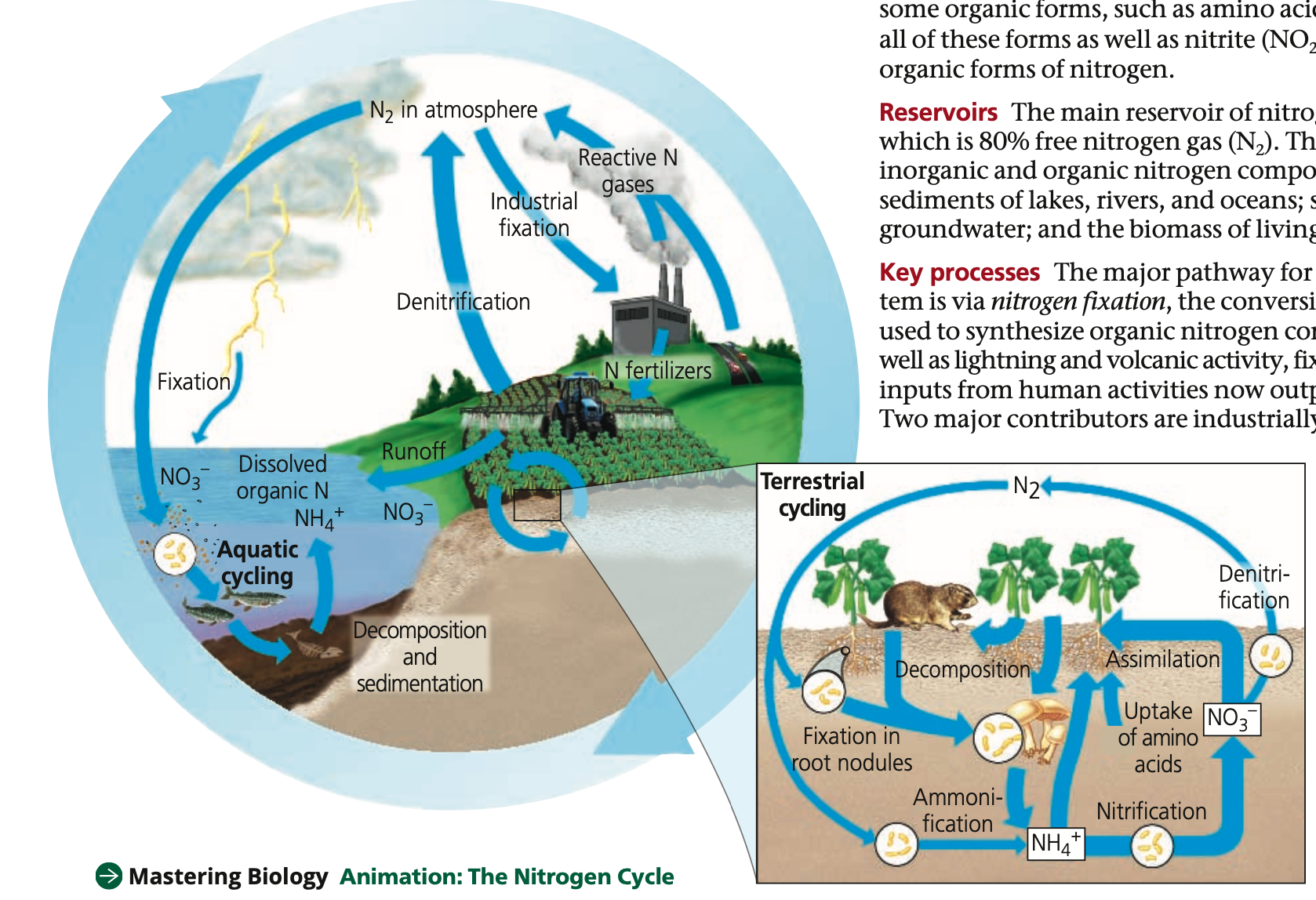 Nitrogen cycle
1. Importance
● Part of ____ acids, _____, and ____ acids
● Limiting ____ nutrient

2. Forms
● Plants
○ Inorganic forms: _____ (NH4+) and ___ (NO -)
 2 ○ Organic forms: _____ acids
● Animals can only use organic forms

3. Reservoirs
● 80%: free nitrogen gas in _______ (N2)
● Inorganic and organic compounds present in soils, water sediments, and biomass

4. Processes
N2 is converted to forms that can be used to synthesize organic nitrogen compounds through nitrogen ______
1. Certain ______, and lightning and volcanic activity, fix nitrogen naturally
2. Some human activities (e.g. industrial ______) input nitrogen, outpacing natural inputs

Other bacteria in soil convert nitrogen to different forms
1. ________: nitrifying bacteria convert ammonium → nitrate 
2. ________: denitrifying bacteria convert nitrate → nitrogen gas
3. _______: saprobiotic bacteria convert organically bound nitrogen in biomass → ammonium