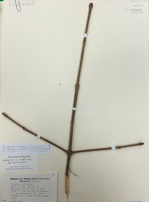 <p>Family? Genus?</p>