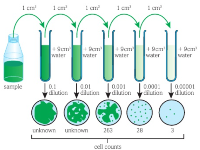 <p>total viable cell count= (num of colonies isolated) x (dilution factor)</p><p>Each colony grows from a single cell</p><ul><li><p>Too many colonies in original concentration so its diluted until singular colonies are observed</p></li></ul><table style="minWidth: 50px"><colgroup><col><col></colgroup><tbody><tr><th colspan="1" rowspan="1"><p>Pros</p></th><th colspan="1" rowspan="1"><p>Cons</p></th></tr><tr><td colspan="1" rowspan="1"><p>Counts only viable</p></td><td colspan="1" rowspan="1"><p>Slow incubation period</p></td></tr><tr><td colspan="1" rowspan="1"><p>Direct count</p></td><td colspan="1" rowspan="1"><p>Takes time to do serial dilutions</p></td></tr><tr><td colspan="1" rowspan="1"><p>No expensive equipment</p></td><td colspan="1" rowspan="1"><p></p></td></tr></tbody></table>