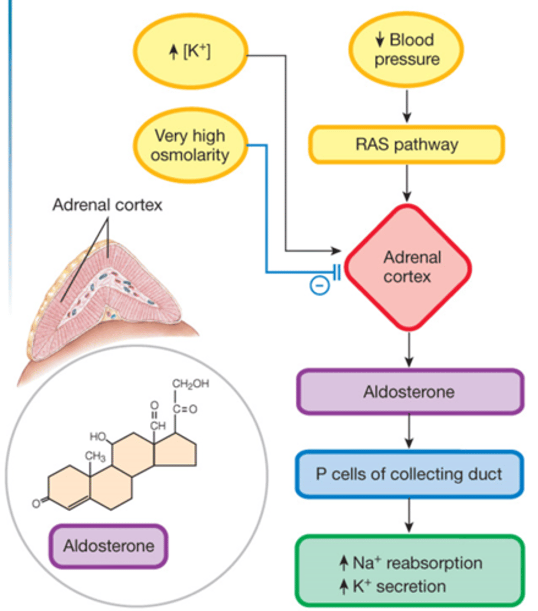<p>- renin is released into the blood by JG cells</p><p>> cleaves Ang to Ang I</p><p>- angiotensin converting enzyme (ACE) forms Ang II</p><p>> ACE is expressed in endothelial cells</p><p>> Ang II conserves Na+ and raises blood pressure</p>