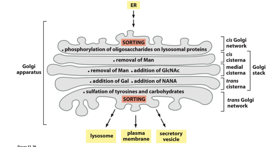 <ul><li><p class="Paragraph SCXO248243300 BCX4" style="text-align: left;"><span style="background-color: inherit; line-height: 19.55px; color: windowtext;"><span>In stacks</span></span><span style="line-height: 19.55px; color: windowtext;"><span>&nbsp;</span></span></p></li><li><p class="Paragraph SCXO248243300 BCX4" style="text-align: left;"><span style="background-color: inherit; line-height: 19.55px; color: windowtext;"><span>Enzymes</span></span><span style="line-height: 19.55px; color: windowtext;"><span>&nbsp;</span></span></p><ul><li><p class="Paragraph SCXO248243300 BCX4" style="text-align: left;"><span style="background-color: inherit; line-height: 19.55px; color: windowtext;"><span>Modify sugars on lipids and proteins</span></span><span style="line-height: 19.55px; color: windowtext;"><span>&nbsp;</span></span></p></li><li><p class="Paragraph SCXO248243300 BCX4" style="text-align: left;"><span style="background-color: inherit; line-height: 19.55px; color: windowtext;"><span>Cleave proteins (e.g proteases)</span></span><span style="line-height: 19.55px; color: windowtext;"><span>&nbsp;</span></span></p></li></ul></li></ul><p></p>