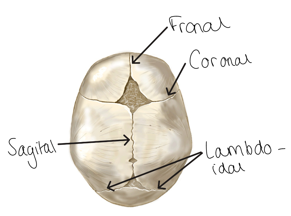 <ul><li><p>Coronal</p></li><li><p>Frontal</p></li><li><p>Sagital</p></li><li><p>Lambdoidal</p></li></ul><p></p>