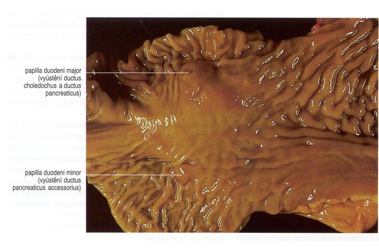 <ol><li><p><strong>corpus pancreatis </strong>→ <span>pancreas: locates beside duodenum, going from pars pylorica ventriculi to pars descendens duodeni. </span></p><ul><li><p>incisura pancreatis (ru, car)</p></li><li><p>anulus pancreatis (eq, su</p></li><li><p>through either incisura or anulus, runs the portal vein. </p></li></ul></li><li><p><strong>lobus pancreatis sinister</strong></p></li><li><p><strong>lobus pancreatis dexter</strong> - <span>embedded inside mesentery of pars descendens duodeni.</span></p></li></ol><p>Ducts which transports the juice into duodenum: </p><ul><li><p><em>ductus pancreaticus, opening together with ductus choledochus on papilla duodeni major. </em></p></li><li><p><em>ducturs pnacreaticus accessorius , enters on papilla duodeni minor</em></p></li><li><p><em>car: usually two ducts carrying the juice, also in horse, bovine only 1, su only 1.</em></p></li></ul><p>function: exocrine function, produces pancreatic juice, and endocrine function by langerhan`s islands, producing hormones.</p>