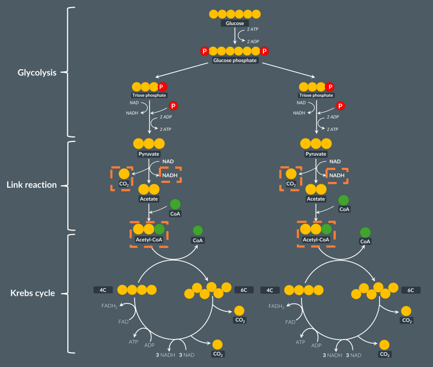 <p>CO2</p><p>NADH</p><p>Acetyle-CoA</p>