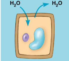 <p>plant cells in an isotonic solution, examples</p>