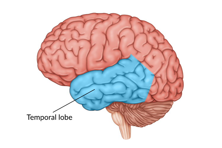 <p>Temporal Lobe</p>