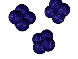 <p>4 cocci </p>