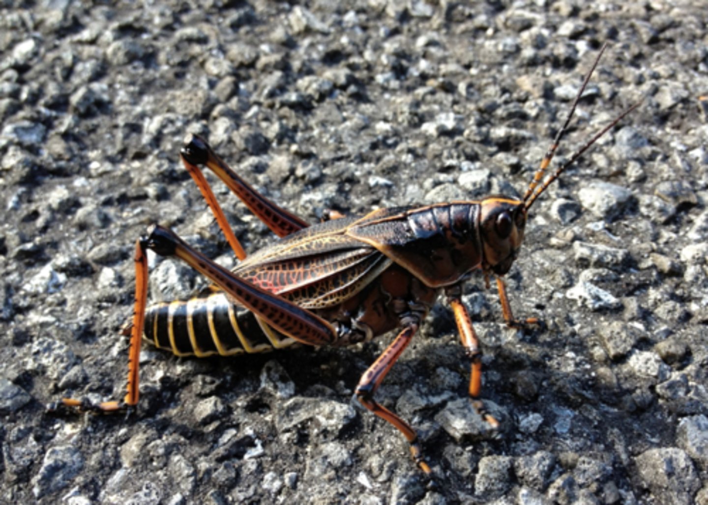 <p>Phylum: Arthropoda</p><p>Subphylum: Hexapoda</p><p>Class: Insecta</p>