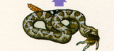 A carnivore that eats secondary consumers