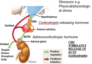 <p>hypothalamic hypophysiotropic hormones: CRH stimulates ACTH release from the anterior pituitary, which regulates adrenal hormone production</p><p>feedback by target gland hormones: cortisol provides negative feedback to the hypothalamus and pituitary, maintaining hormonal balance</p>