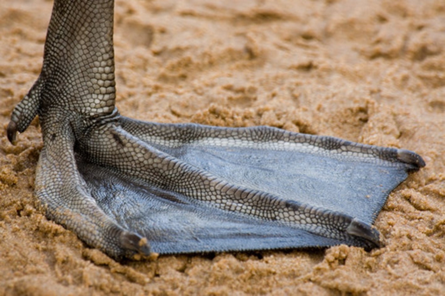 <p>Almost full webbing but does not include the hallux (ducks)</p>