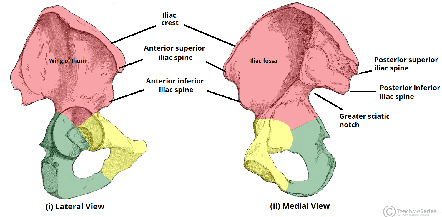 <p>Anterior Inferior Iliac Spine </p>