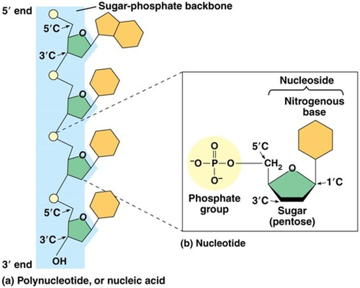 <p>Nucleotides (monomer) consists of a nitrogenous base, a pentose sugar, and a phosphate</p><p>• 5' to 3' end; joined by covalent bonds between OH group on 3' C and the phosphate on the 5' of next (3' ending in OH waiting to accept next phosphate grp)</p><p>• thus making backbone: made of phosphate and sugar</p><p>• nitrogenous bases as appendages</p>
