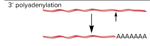 <ul><li><p>attachment of a string of adenine containing nucleotides to the 3’ end of mRNA at a site where the mRNA is cleaved</p></li><li><p>important for RNA stability and translation in eukaryotes</p></li><li><p>done on eukaryotic mRNAs and occasionally on bacterial RNAs</p></li></ul><p></p>