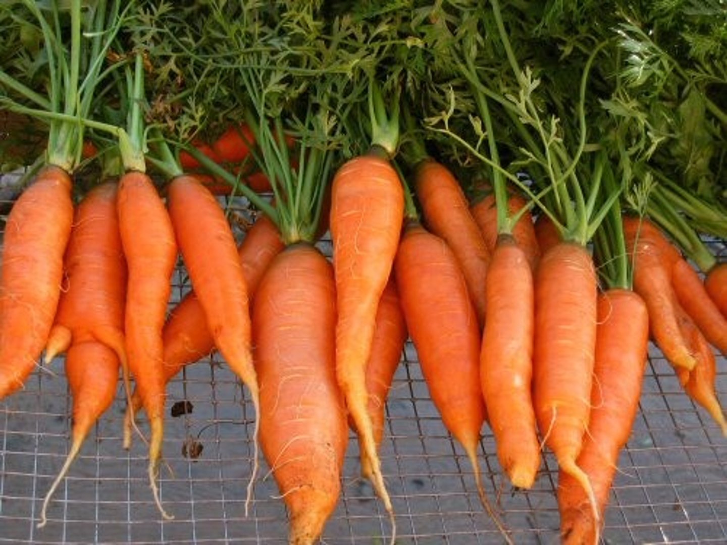 <p>carrots</p>