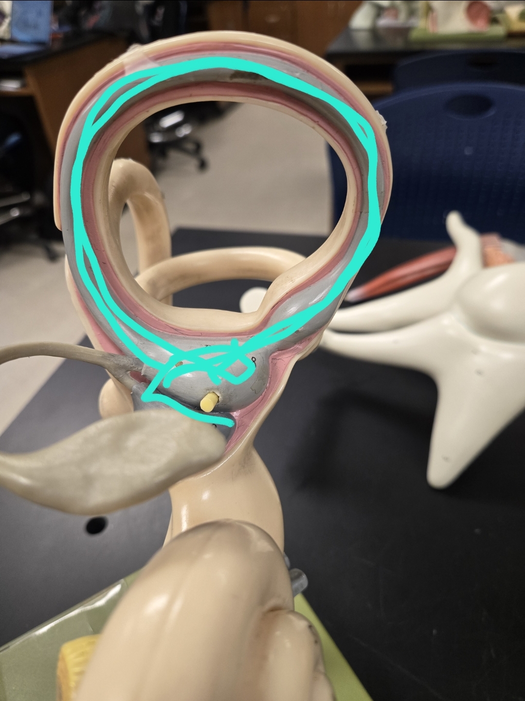 <p>Inner ear (gray area)</p>
