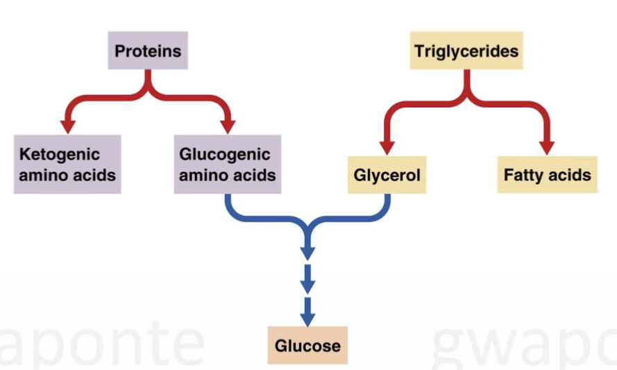 <ul><li><p>making glucose from non-glucose substrates </p></li><li><p>glucagon initiates this when CHO intake is low </p></li></ul><p></p>