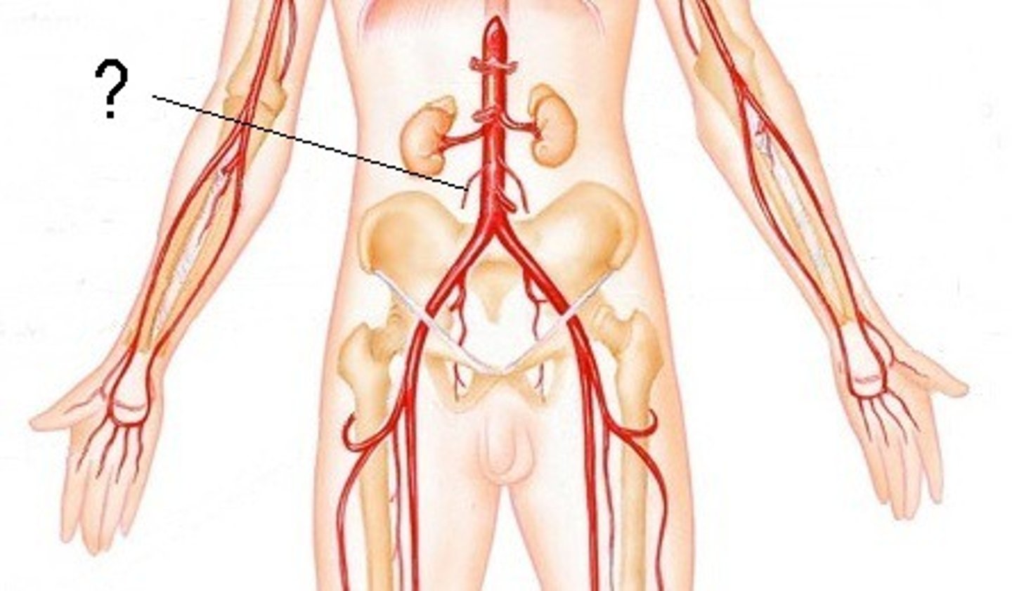 <p>serves reproductive organs</p>