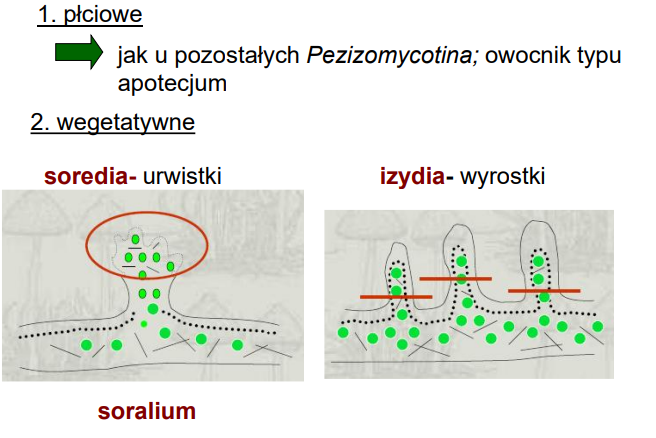 <p>płciowe - owocnik miseczkowaty - wtedy rozmnaża się sam grzyb</p><p>wegetatywne - rozmnażają się i grzyby i porosty<br>-soredia (urwistki) - wyglądają jak małe kuleczki - <em>Hypogymnia physodes</em><br>-izydia (wyrostki) - wyglądają jak najeżone igiełki - <em>Pseudevernia furfuracea</em></p>