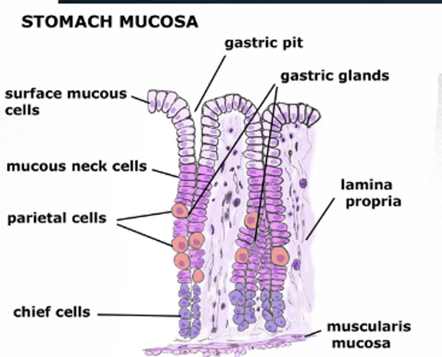 <p>secretes soluble mucus</p><p>- mixes with ingestate and other secretions to mainly lubricate gastric chyme</p>