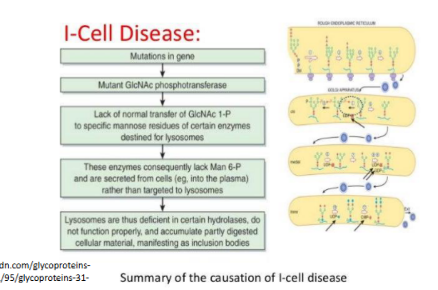 <p>Occur when there is a problem with a lysosomal hydrolase (<span>an enzyme that catalyzes the hydrolysis of chemical bonds using water, breaking down complex molecules into simpler ones.)</span><br>• Most severe = I cell disease</p>