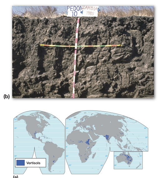 <p><strong>vertisol characteristics</strong></p>
