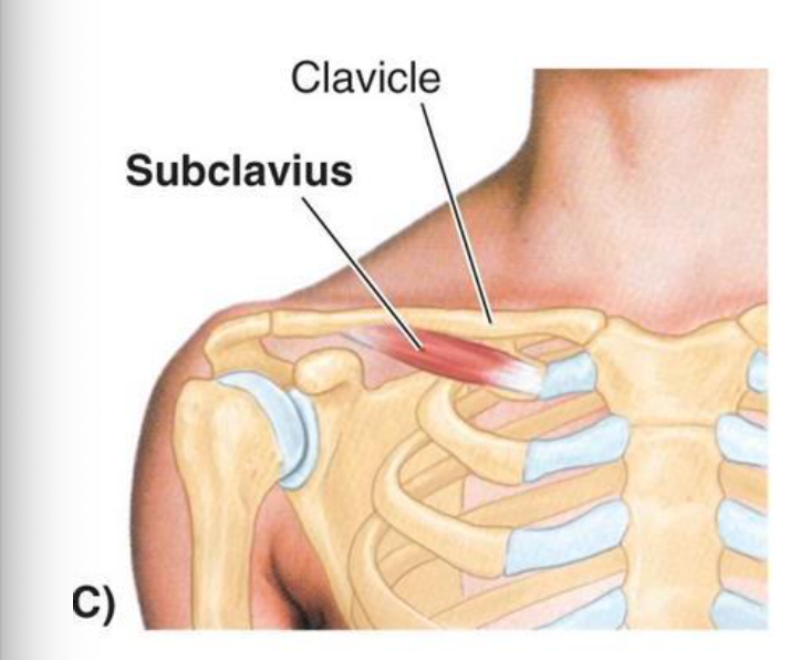 <p>O:</p><ul><li><p>junction of 1st rib and its costal cartilage</p></li></ul><p>I:</p><ul><li><p>inferior surface of middle 1/3 of clavicle</p></li></ul><p></p>