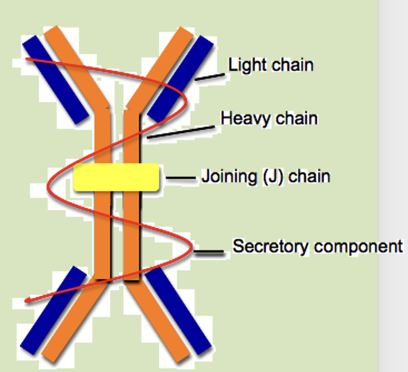 <ul><li><p>The only antibody that can cross mucosal surfaces</p></li><li><p>Found in secretions eg gut, tears, saliva</p></li><li><p>Forms dimers (joining ‘j’ chain)</p></li><li><p>Protected from digestion by secretory component (‘s’ chain)</p></li><li><p>Colostrum (forerunner of breast milk) is rich in IgA antibody</p></li></ul><p></p>