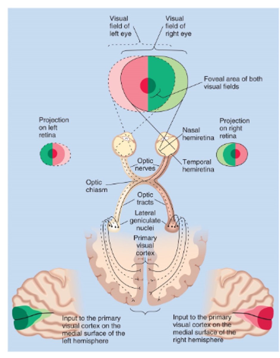 <p>The retina-geniculate-striate pathway</p>