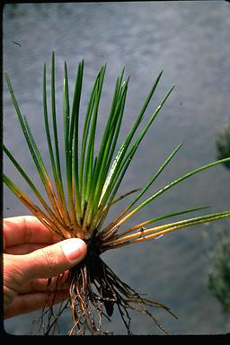 <p>styvt braxengräs</p>