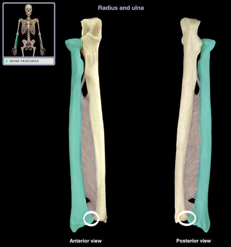 label the major features of the radius and ulna:
______ ________