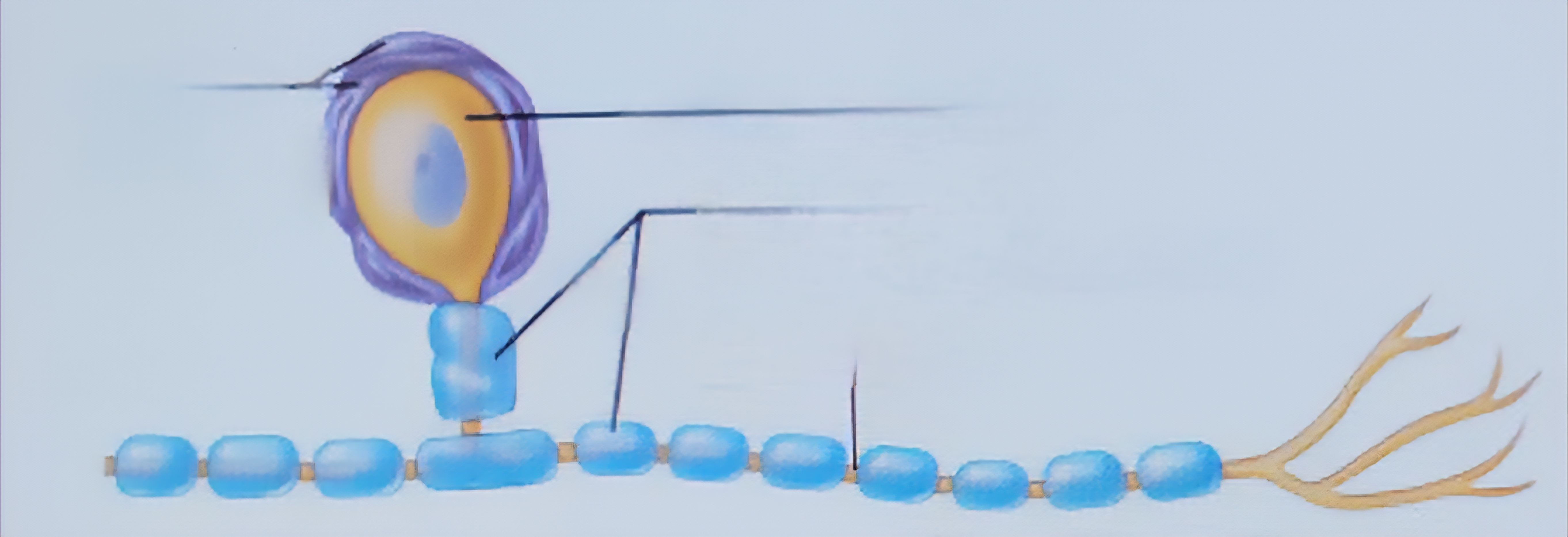 <p>Surround neuron cell bodies in PNS</p>
