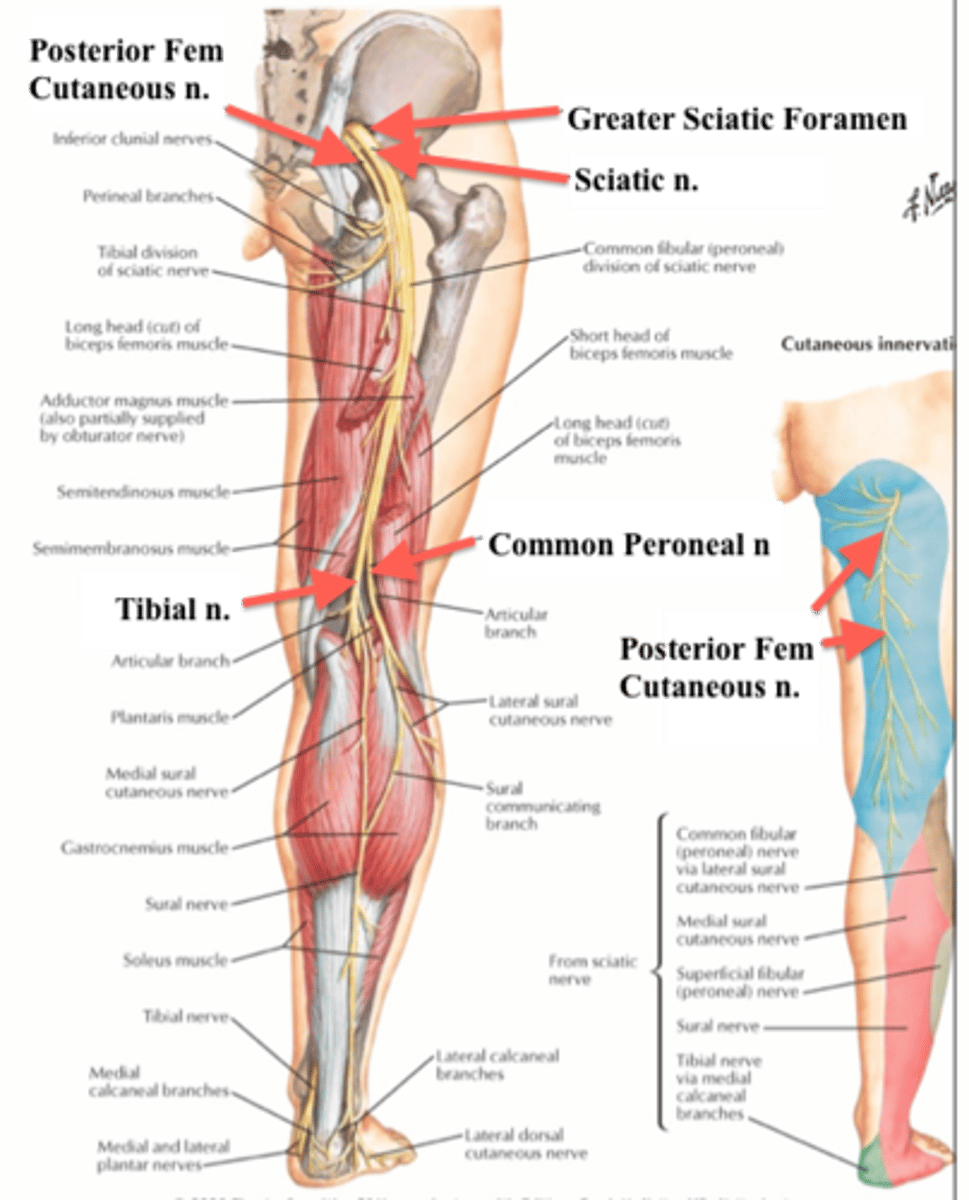 <p>-lower extremity (gluteal, hip, posterior thigh)</p>