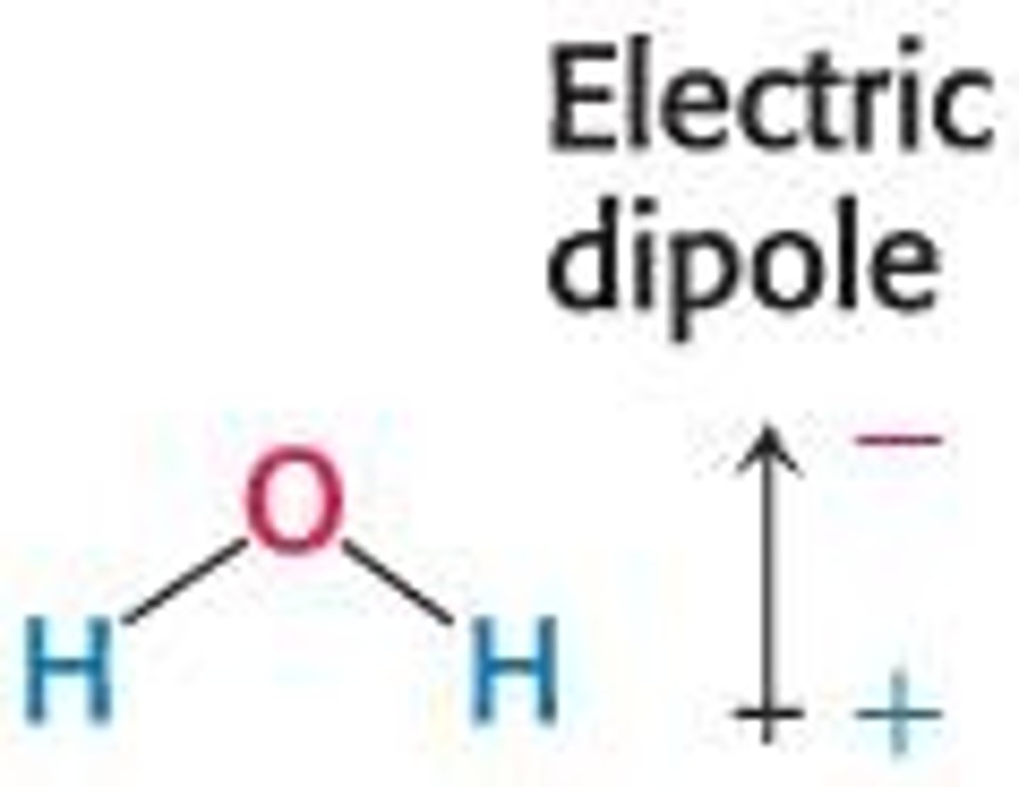 <p>Water is a polar molecule with a partial positive and partial negative end.</p>