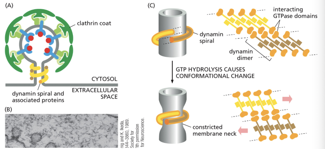 <p>CYTOPLASMIC PROTEINS</p><ul><li><p><strong>Dynamin spiral</strong> & associated proteins (connected via interacting GTPase domains)</p></li><li><p>GTP hydrolysis causes conformational change</p></li></ul><p></p>