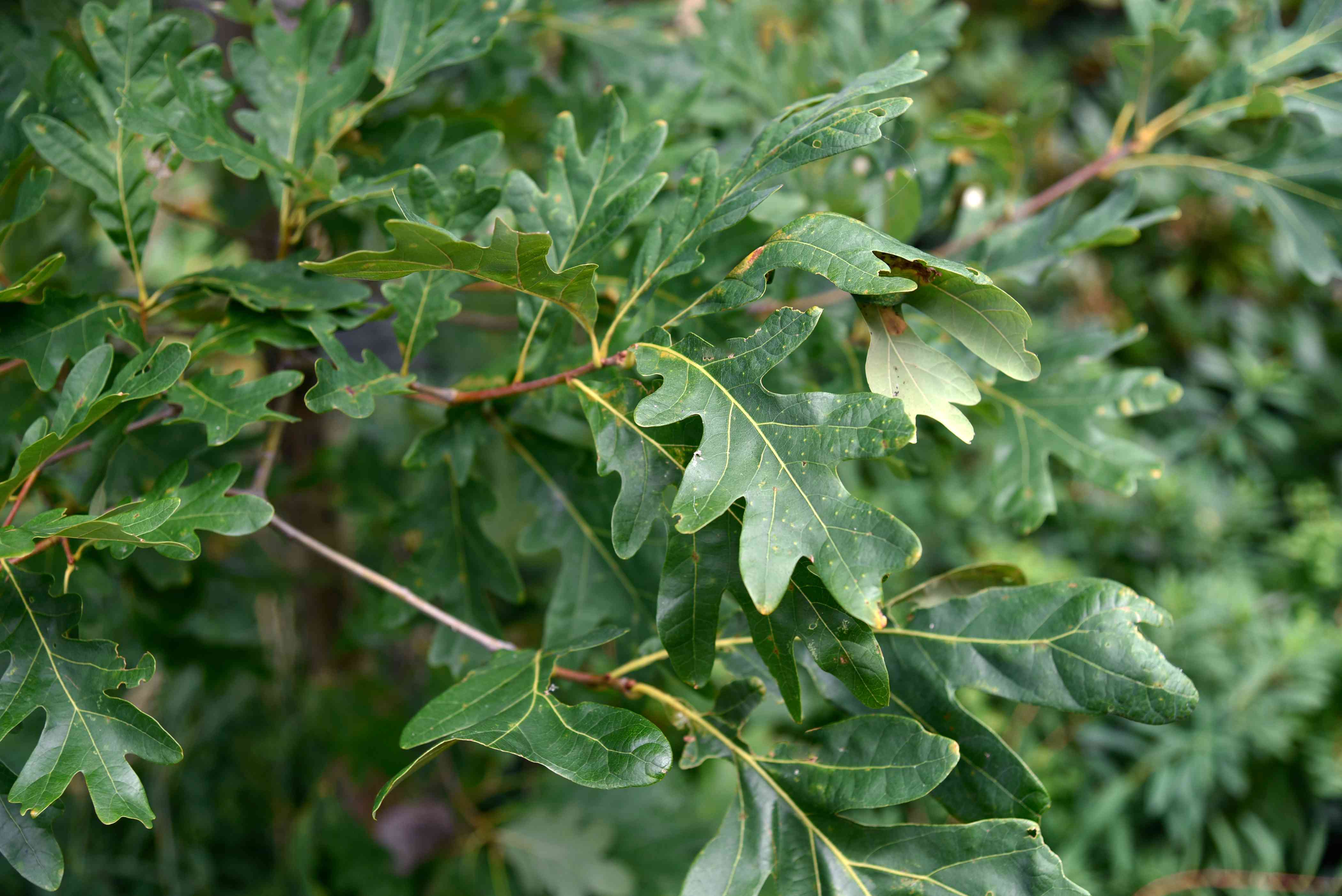 <p>White Oak</p>