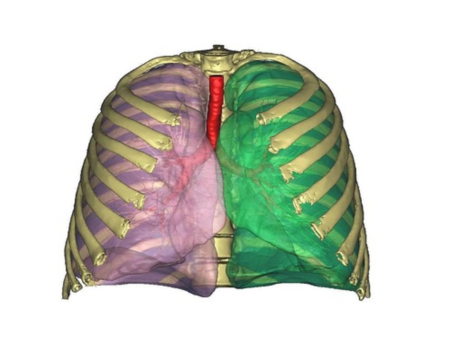 <p>thoracic cavity; surrounded by the rib cage</p>