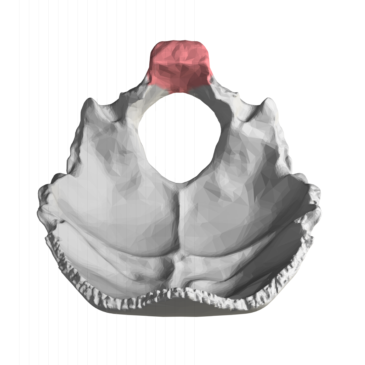 <p>closes at 5-7 yrs (basilar part)</p>