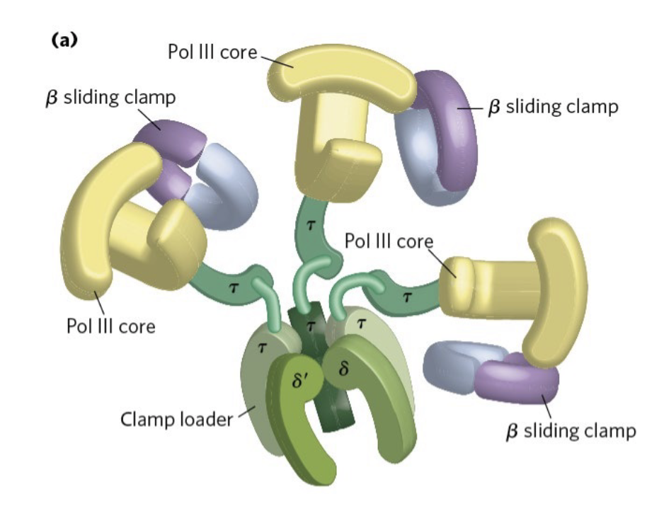 <ul><li><p>core - adds nucleotides + proofreads</p></li><li><p>beta sliding clamp - holds tightly onto DNA - synthesis stops when it disassociates</p></li><li><p>clamp loader - grabs lagging strand + moves it to the polymerase</p></li></ul><p></p>