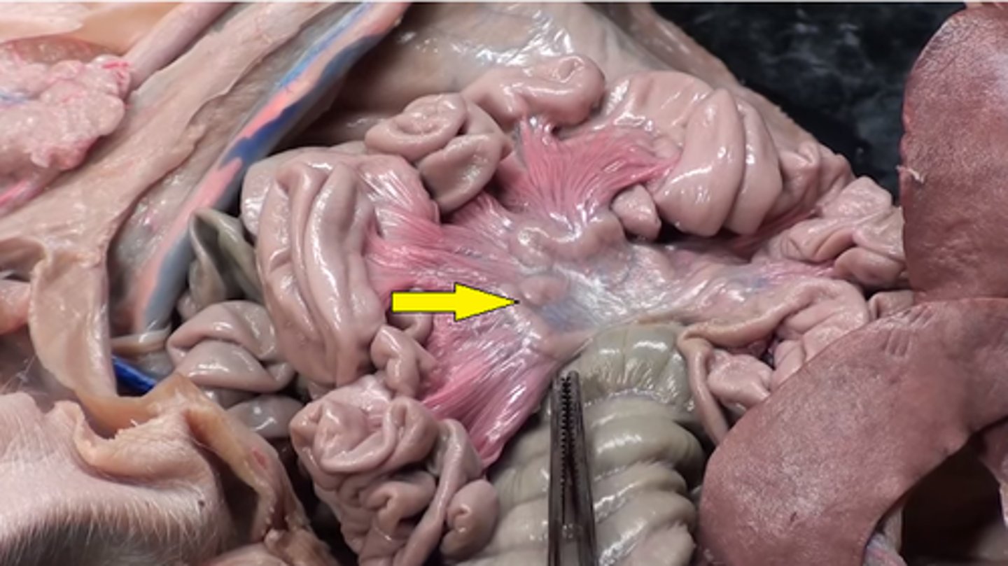 <p>name these small structures</p>