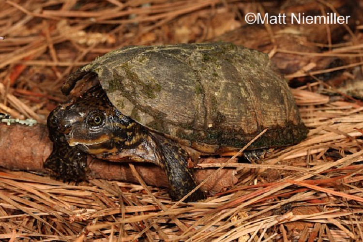 <p>A small aquatic turtle (3.0 to 4.0 inches in length) with keeled (prominent in juveniles), tan to brown carapace (upper shell) sprinkled with dark spots. The large head is light brown with dark spots and dark, prominent stripes along the head and neck. Two barbels (fleshy nodules) hang down from the chin.   The pink or yellow plastron (lower shell) is small with only 1 hinge.   Males have a much larger head and females have a very short tail.</p>