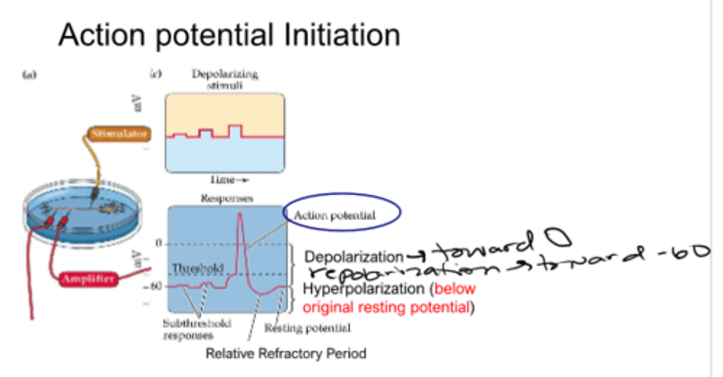 <p>depolarization</p><p>threshold</p>
