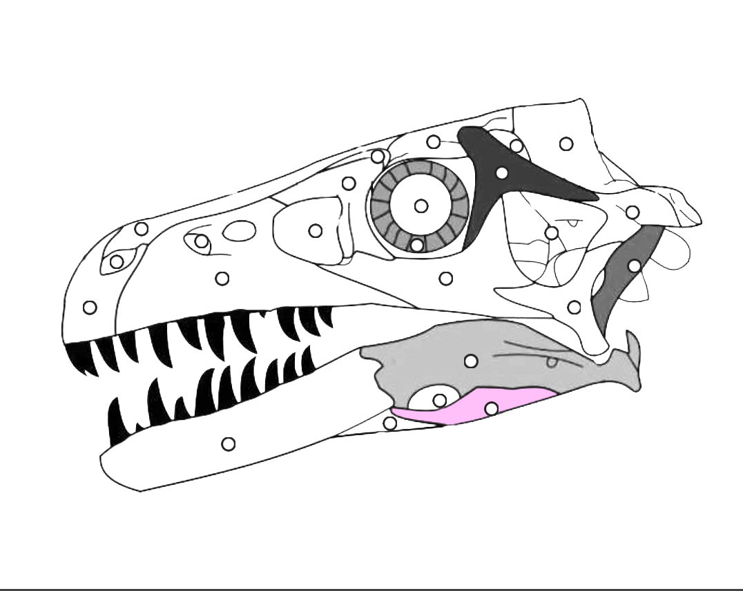 <p>What part of the dinosaur skull is this?</p>