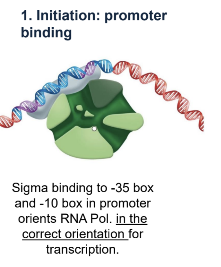 <p>Sigma binds to -35 box and -10 box which orients RNA Pol.</p>