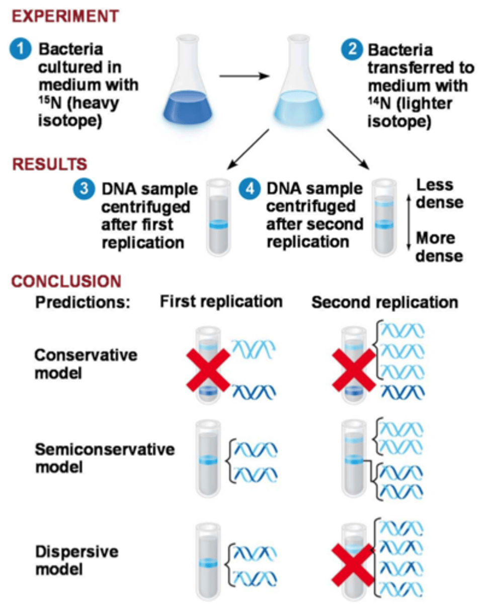 <p>Determined that DNA replication is semiconservative in experiment using E. coli bacteria</p>