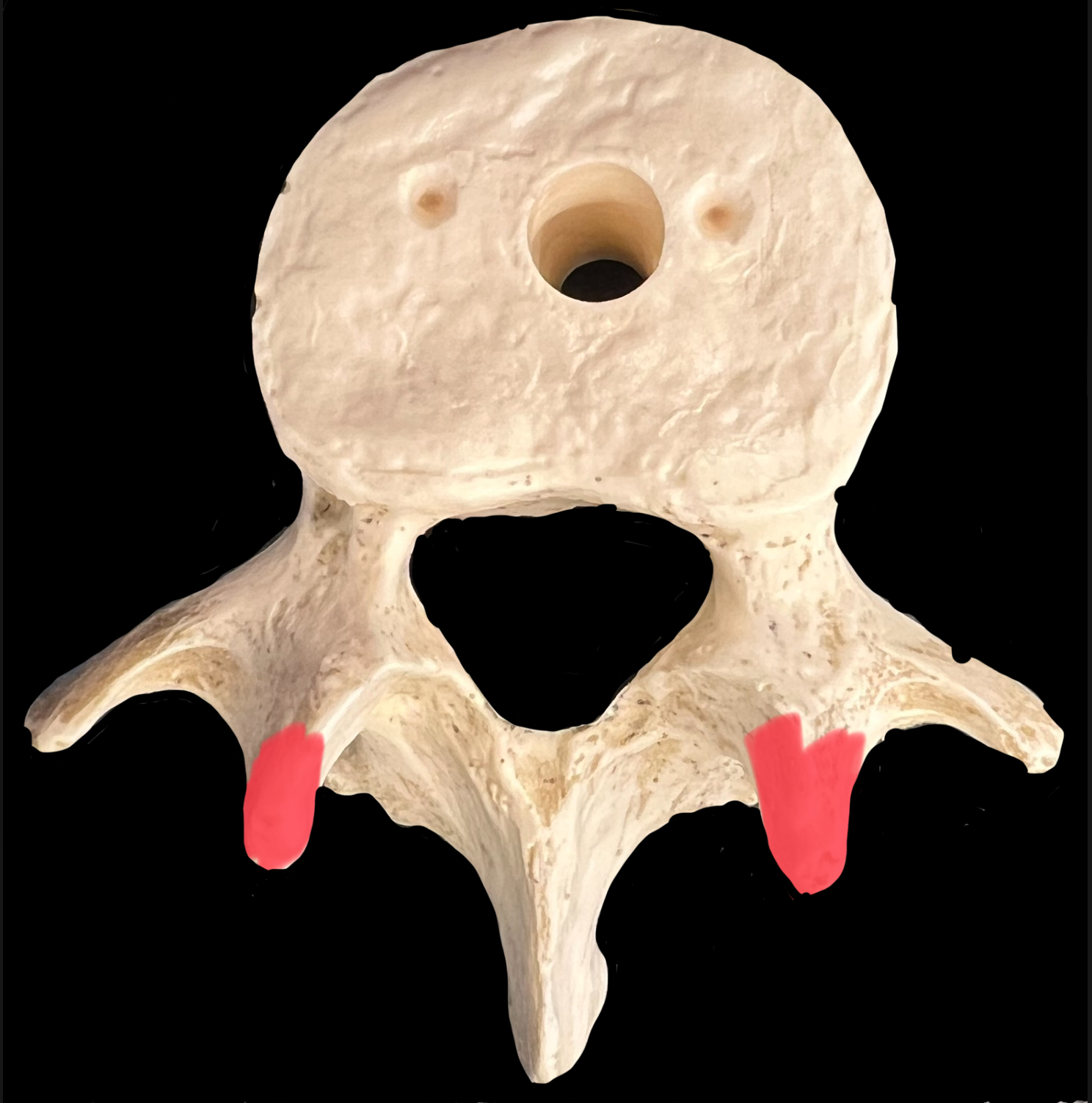 What is highlighted in red?