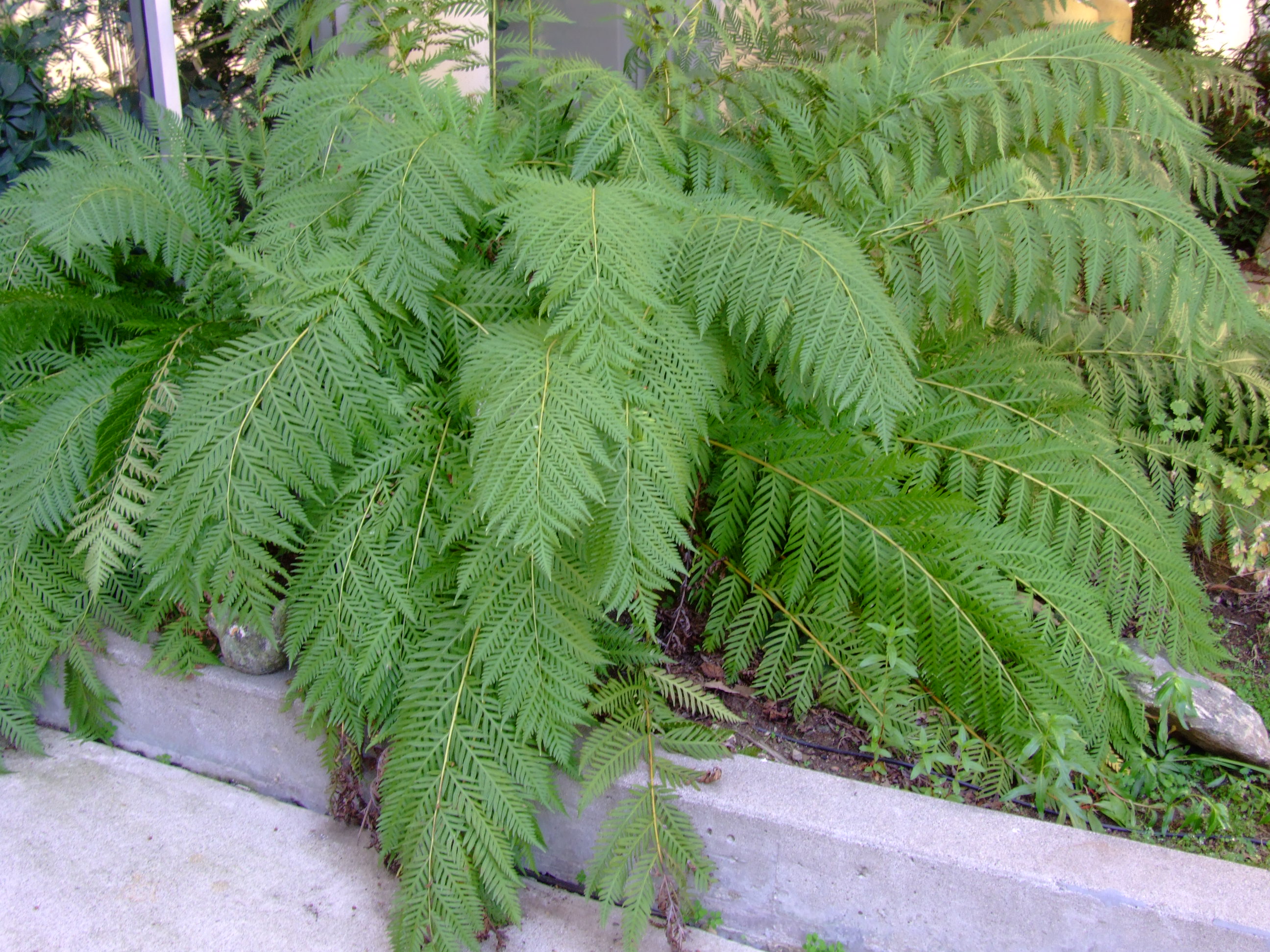 <p>Giant Chain Fern</p>